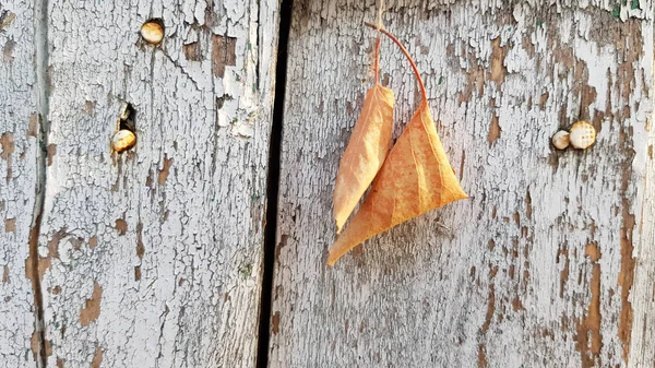 Concepto Otoñal Follaje Colorido Sobre Fondo Madera —  Fotos de Stock