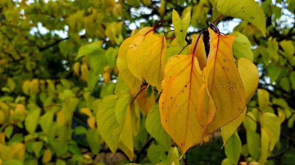 Passeggiate Nel Parco Autunnale Con Fogliame Dai Colori Vivaci — Foto Stock