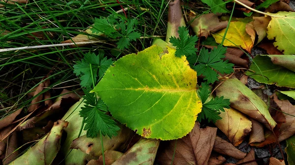 Жовте Листя Зеленій Траві — стокове фото