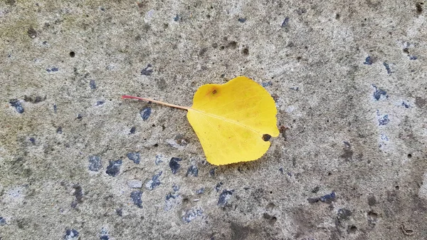 Concepto Otoñal Follaje Colorido Sobre Fondo Madera —  Fotos de Stock