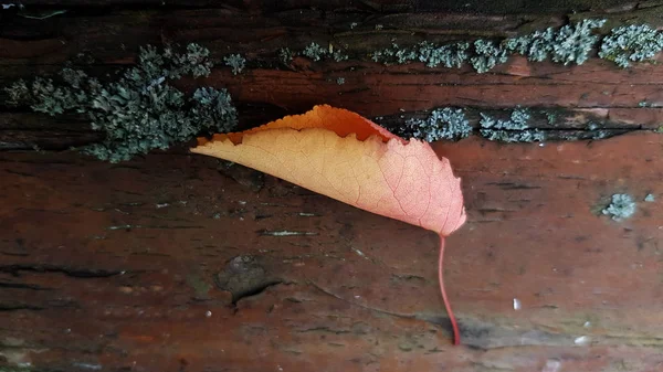 Concepto Otoñal Follaje Colorido Sobre Fondo Madera —  Fotos de Stock