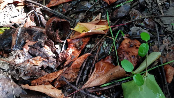 Dedaunan Kering Autumnal Tampilan Dekat — Stok Foto