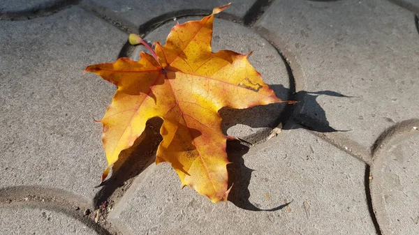 Droog Herfstgebladerte Goed Zicht — Stockfoto