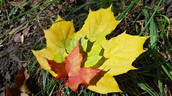 Autumnal Dry Foliage Close View — Stock Photo, Image