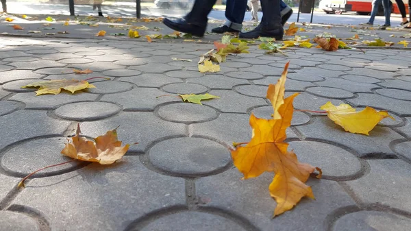 Herbstliches Trockenes Laub Nahsicht — Stockfoto