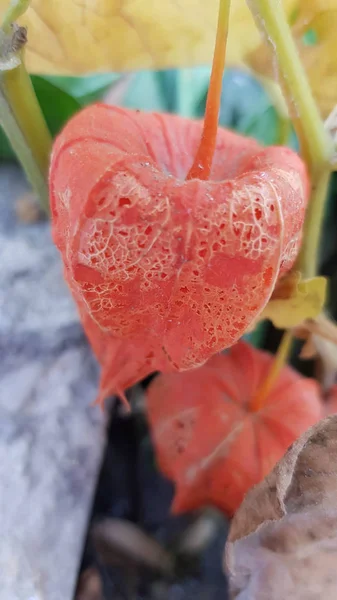 Herbstliches Trockenes Laub Nahsicht — Stockfoto