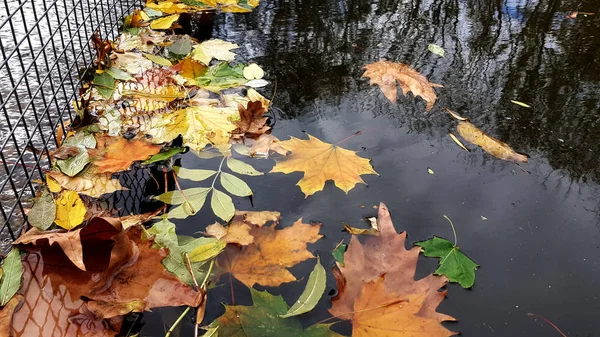 Herbstliches Trockenes Laub Nahsicht — Stockfoto