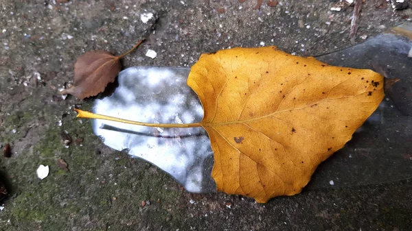 Podzimní Suché Listí Zblízka — Stock fotografie