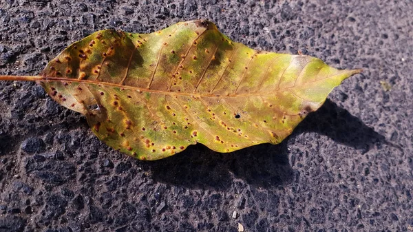 Droog Herfstgebladerte Goed Zicht — Stockfoto