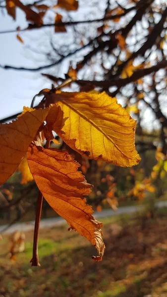 Follaje Seco Otoñal Vista Cercana —  Fotos de Stock