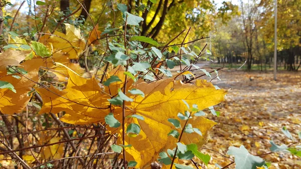 Fogliame Secco Autunnale Vista Vicino — Foto Stock