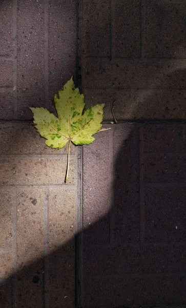 秋の乾燥した葉 — ストック写真