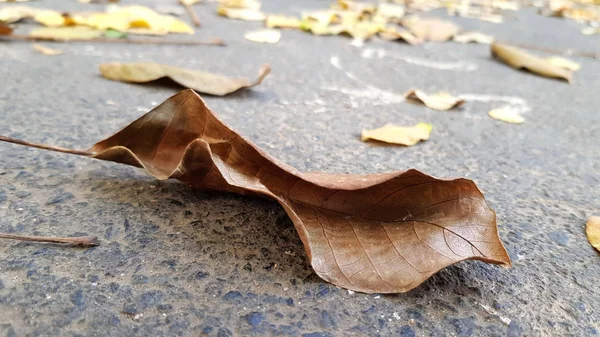 Droog Herfstgebladerte Goed Zicht — Stockfoto