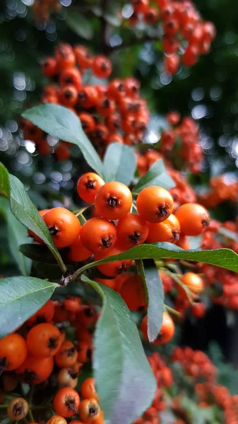 Ripe Berries Autumnal Time — Stock Photo, Image