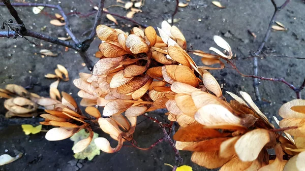 Fogliame Secco Autunnale Vista Vicino — Foto Stock