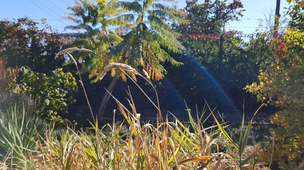 Spaziergang Herbstlichen Park Mit Leuchtend Buntem Laub — Stockfoto