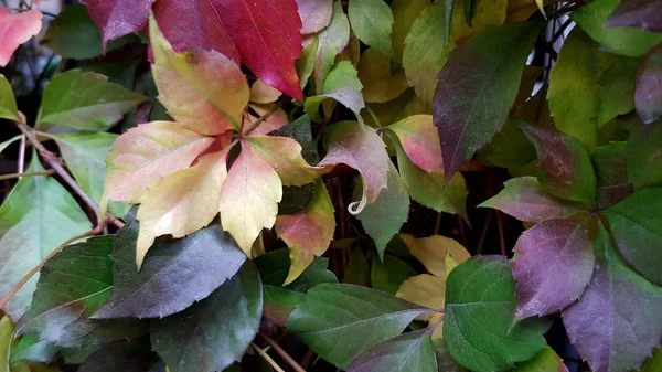 Spacer Jesiennym Parku Jasnymi Kolorowymi Liśćmi — Zdjęcie stockowe