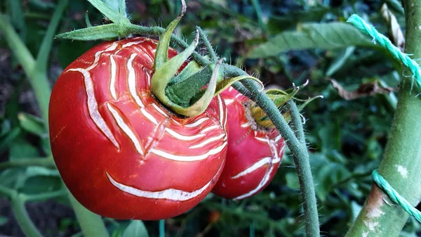 Closeup Ripe Tomatoes Stripes — Stock Photo, Image
