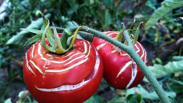 Olgun, çizgili domateslerin yakın çekimi