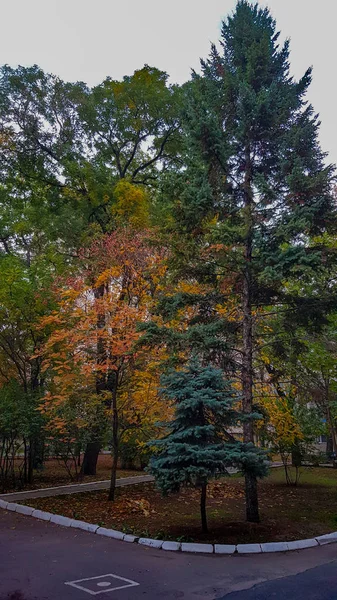 Spaziergang Herbstlichen Park Mit Leuchtend Buntem Laub — Stockfoto