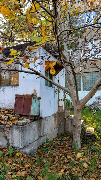 Herbstlicher Hof Mit Alten Häusern Und Gelben Bäumen — Stockfoto