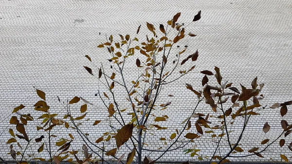 在五彩斑斓的秋天公园里散步 — 图库照片