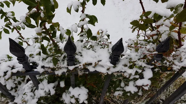 Schneebedeckte Pflanzen Winter — Stockfoto