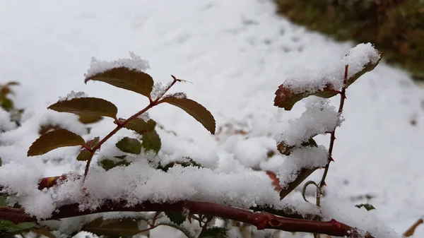 Χειμερινά Καλυμμένα Χιόνι Φυτά — Φωτογραφία Αρχείου