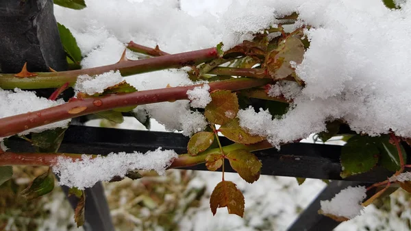 冬の雪に覆われた植物 — ストック写真