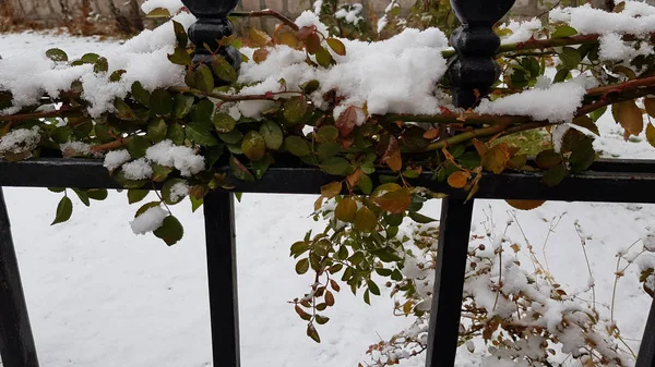 冬の雪に覆われた植物 — ストック写真