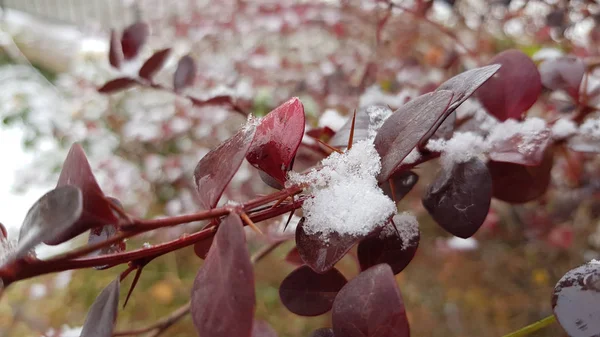 冬の雪に覆われた植物 — ストック写真
