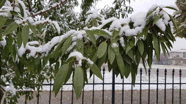 Zasněžené Rostliny Zimním Období — Stock fotografie