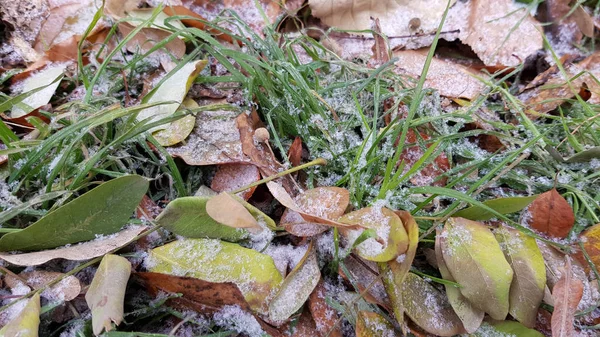 Jesienne Liście Trawa Pokryta Mrozem Zimna Pogoda — Zdjęcie stockowe