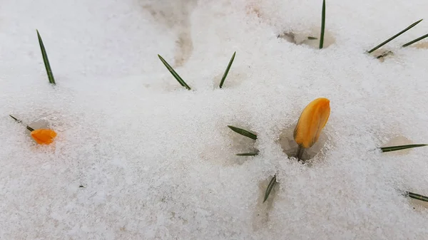 Suelo Cubierto Nieve Invierno — Foto de Stock