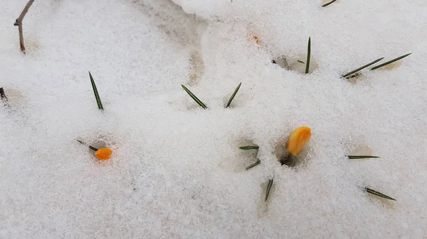 Suelo Cubierto Nieve Invierno — Foto de Stock