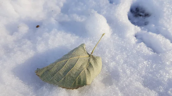 Suelo Cubierto Nieve Invierno — Foto de Stock