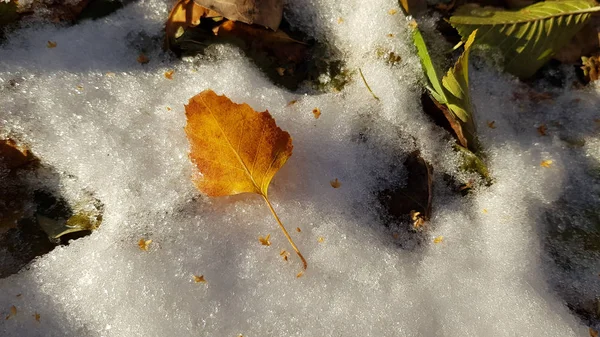 冬天白雪覆盖着大地 — 图库照片