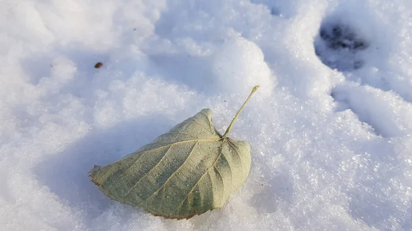 Suelo Cubierto Nieve Invierno — Foto de Stock