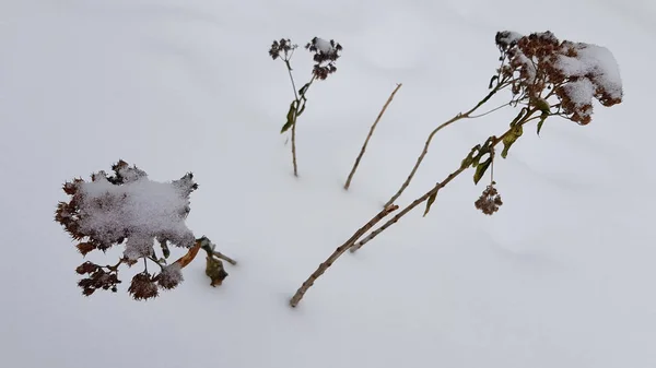 Заснеженные Растения Зимнее Время — стоковое фото