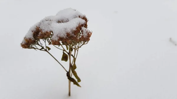 Plante Acoperite Zăpadă Timpul Iernii — Fotografie, imagine de stoc