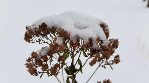 Snow covered plants in winter time