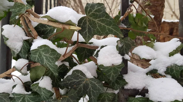 冬の雪に覆われた植物 — ストック写真