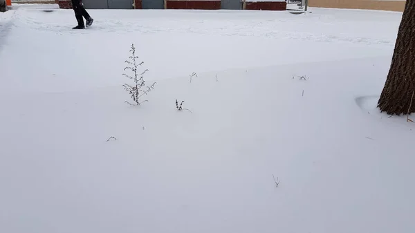 Spacerując Zewnątrz Mroźną Zimową Pogodę — Zdjęcie stockowe