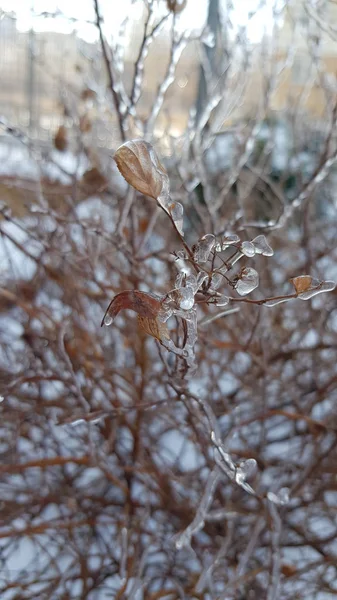 冬の氷の覆われた枝 — ストック写真