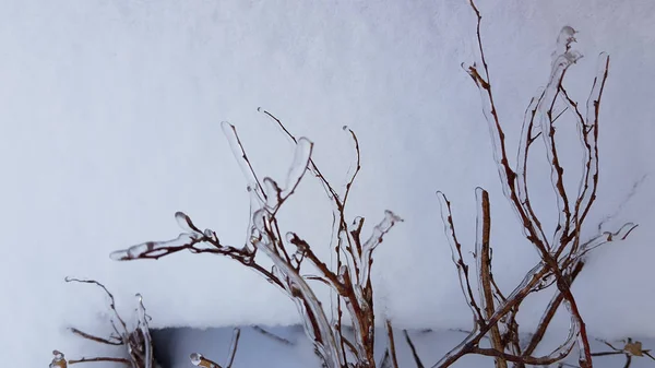 冬の氷の覆われた枝 — ストック写真