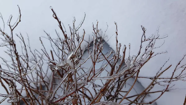 Vereiste Äste Winter — Stockfoto