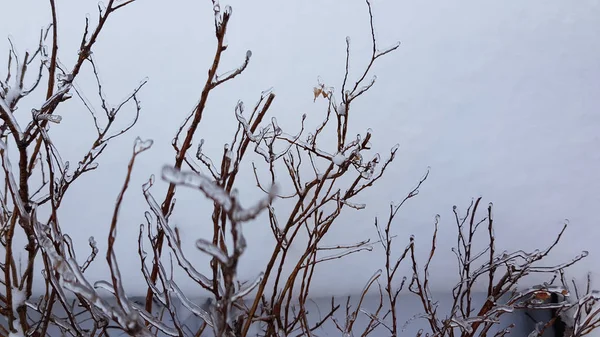 Ramas Cubiertas Hielo Invierno — Foto de Stock