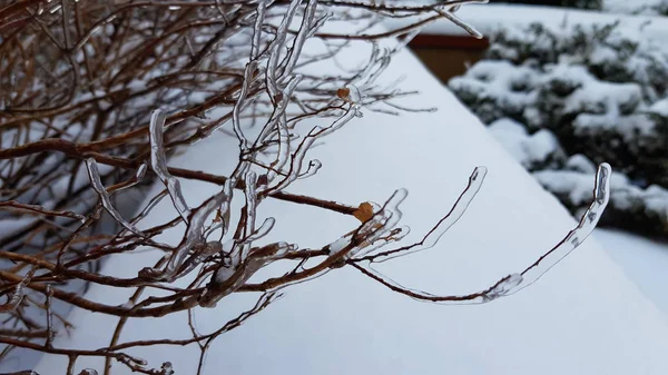 Branches Couvertes Glace Hiver — Photo