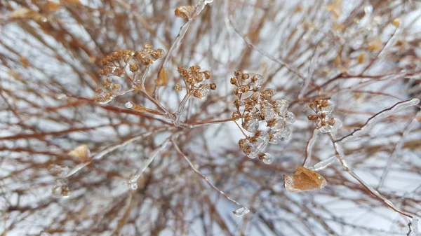 Зимой Ветви Покрыты Льдом — стоковое фото
