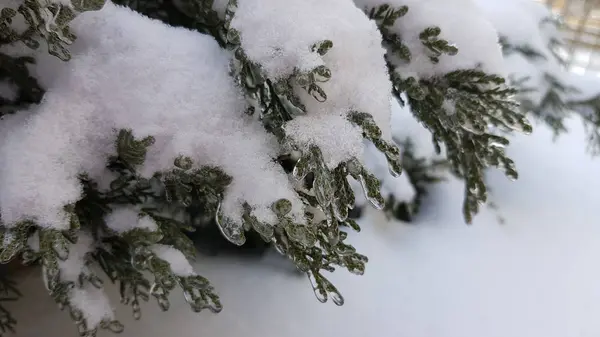 冬の氷の覆われた枝 — ストック写真